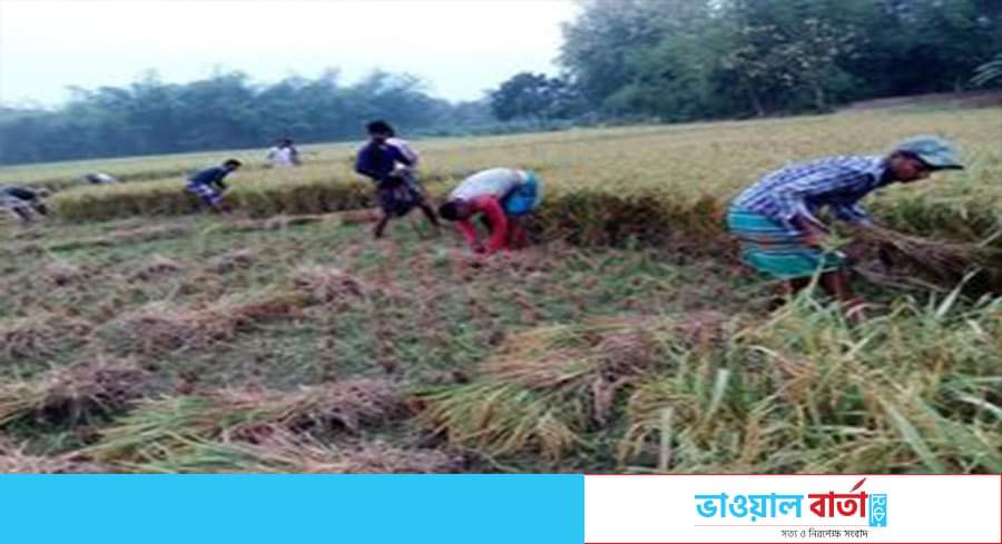 কাপাসিয়ায় কৃষকের ধান কেটে ঘরে তুলে দিলেন রায়েদ ইউনিয়ন ৬ নং ওয়ার্ডের ছাত্রলীগ