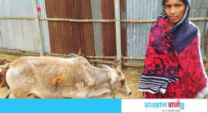 বিধবা রোকেয়ার দুইটি গরু ধান ক্ষেতে যাওয়ায় কুপিয়েছে জমি মালিক