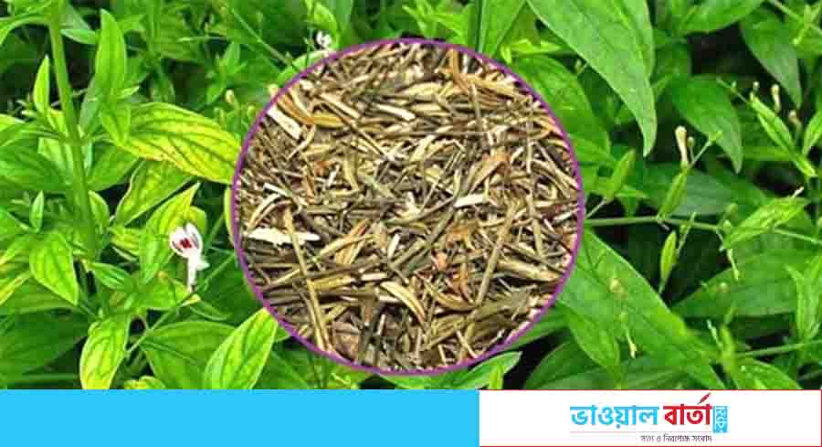 চিরতা চুল পড়া বন্ধ করে