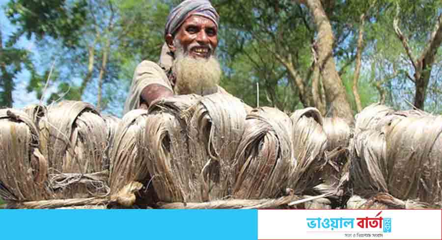 পাটের উৎপাদন কমেছে ৩ লাখ ২০ হাজার বেল পাটের উৎপাদন কমেছে ৩ লাখ ২০ হাজার বেল